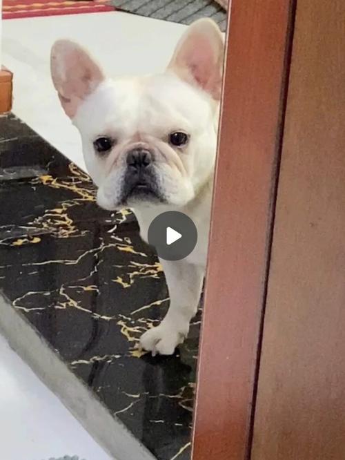 斗牛犬拉肚子不吃东西