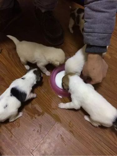 养奶狗要准备什么东西
