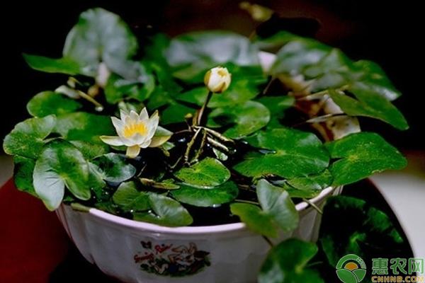 碗莲块茎栽培技术