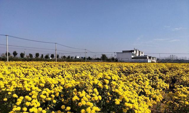 菊花如何栽培