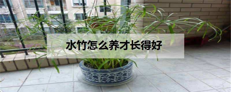 水竹的养殖方法