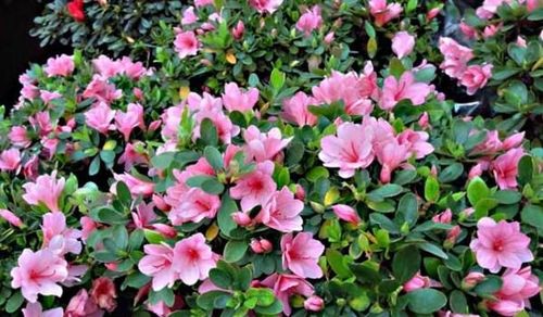 杜鹃花怎么栽培成活高
