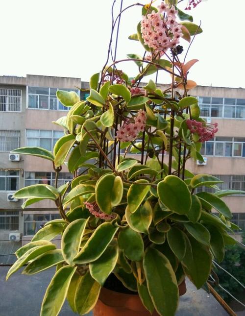 球兰的栽培管理