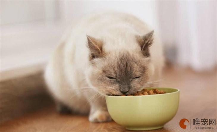猫十天不吃东西怎么办