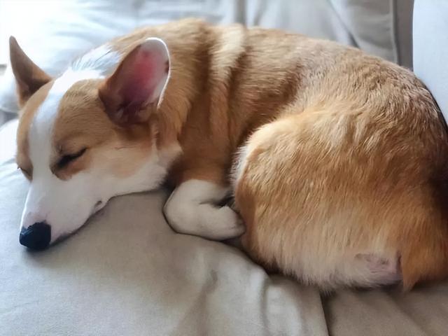 柯基生完小狗不吃东西怎么办