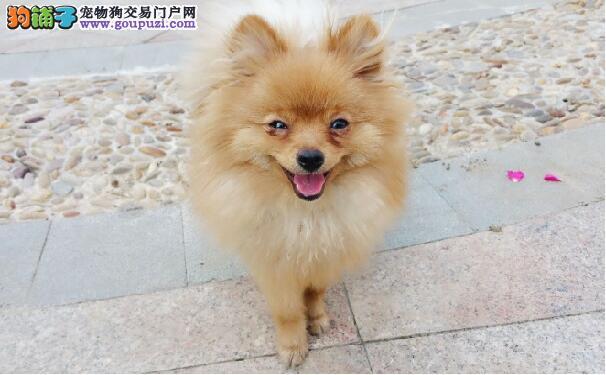 怎么训练博美不叫