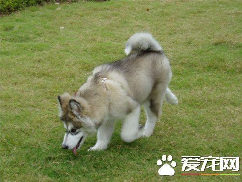 阿拉斯加负重训练方法