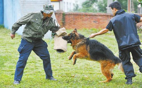 如何训练狗攻击人