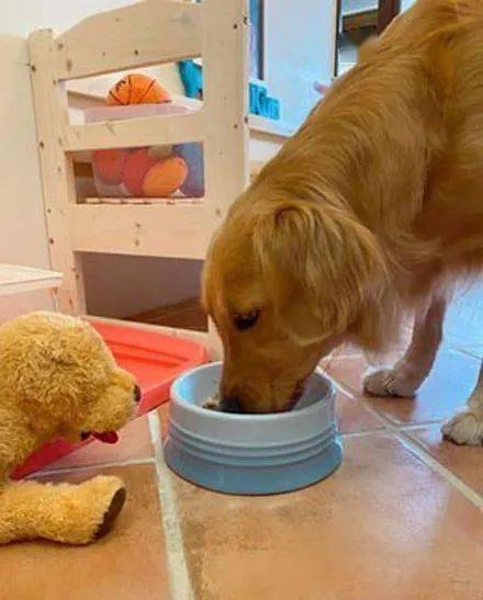 金毛犬一下午都不吃东西怎么办