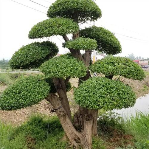 盆栽对节白蜡栽培