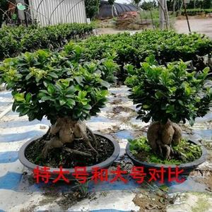 盆景树桩栽培