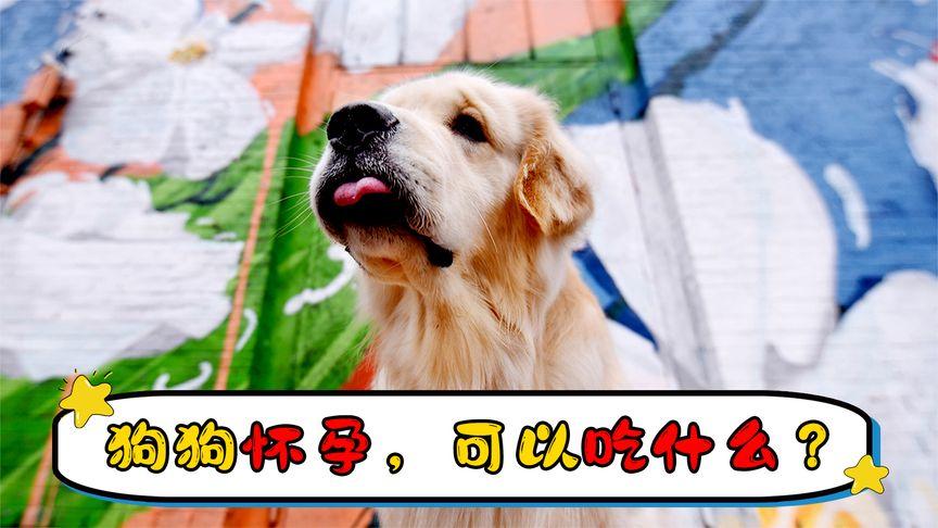 狗狗怀孕了吃什么东西比较好