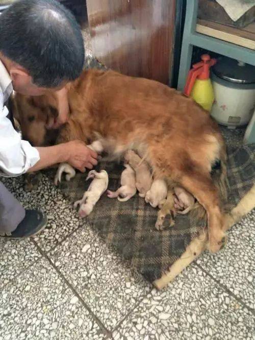 狗生产准备什么东西