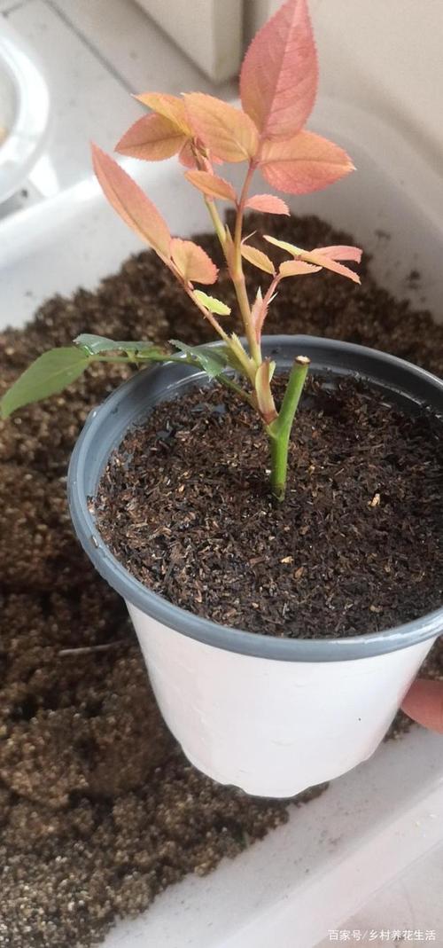 月季花栽培方法如下