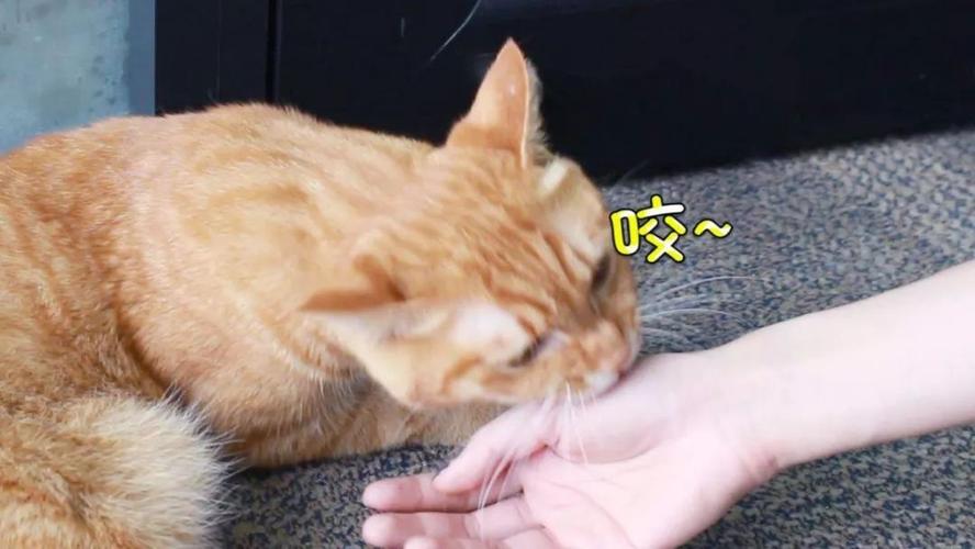 小猫咪乱咬东西怎么办