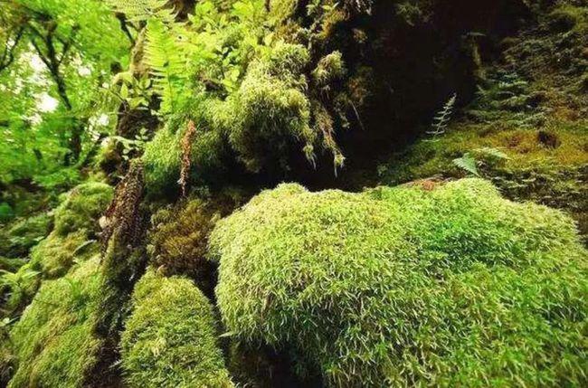 泥炭藓栽培方法