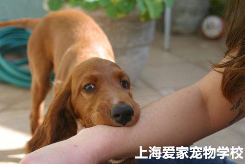 狗乱咬东西怎么打