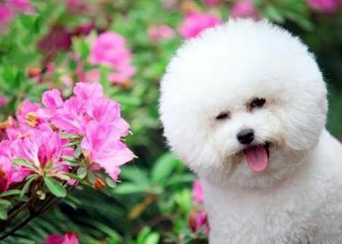 比熊怀孕吃什么东西好