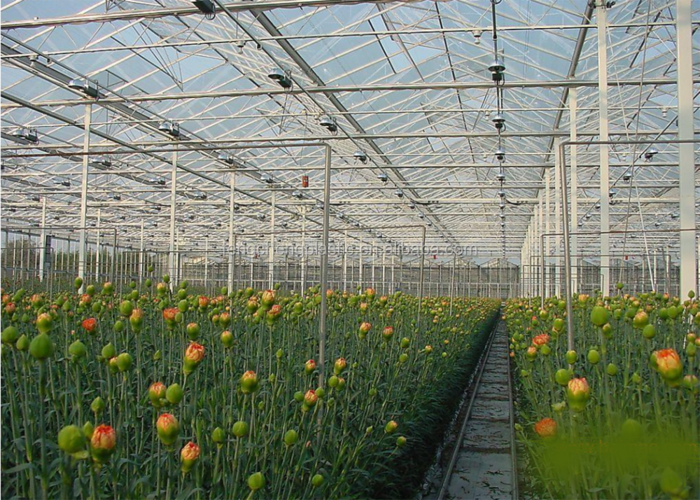 花卉反季节栽培技术