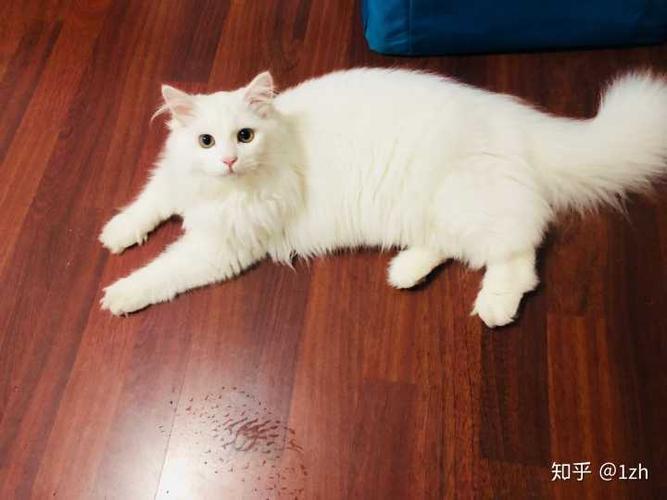 狮子猫训练