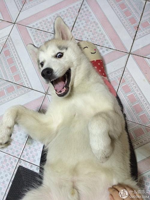 哈士奇怎样训练大小便