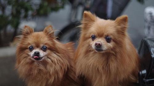 博美犬刚买回来不吃东西怎么办