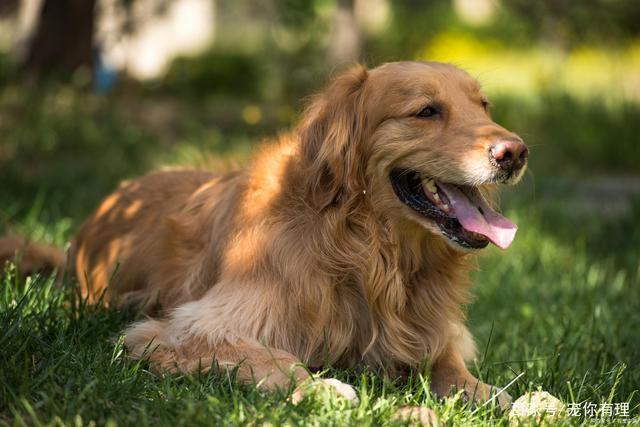 金毛母犬怎么训练
