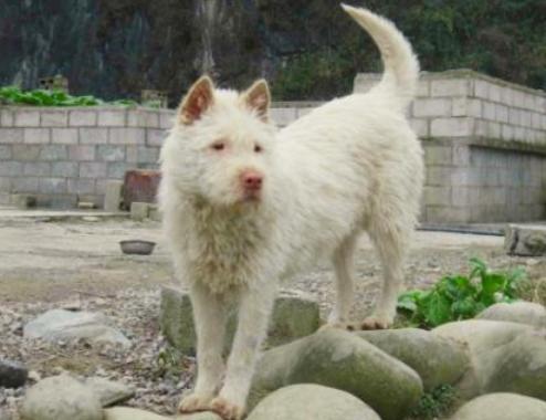 小下司打猎训练视频