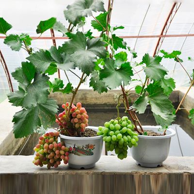 花盆葡萄怎样栽培