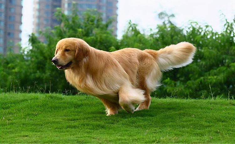 幼犬开始怎么训练