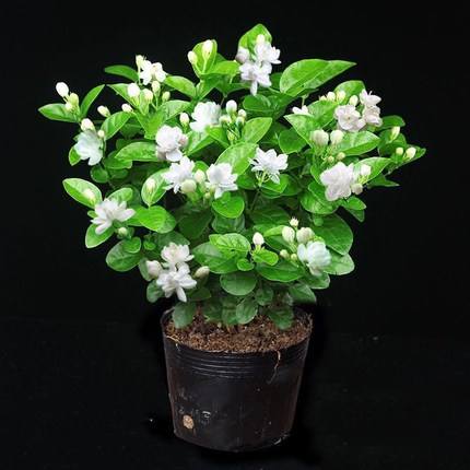盆栽茉莉种植方法