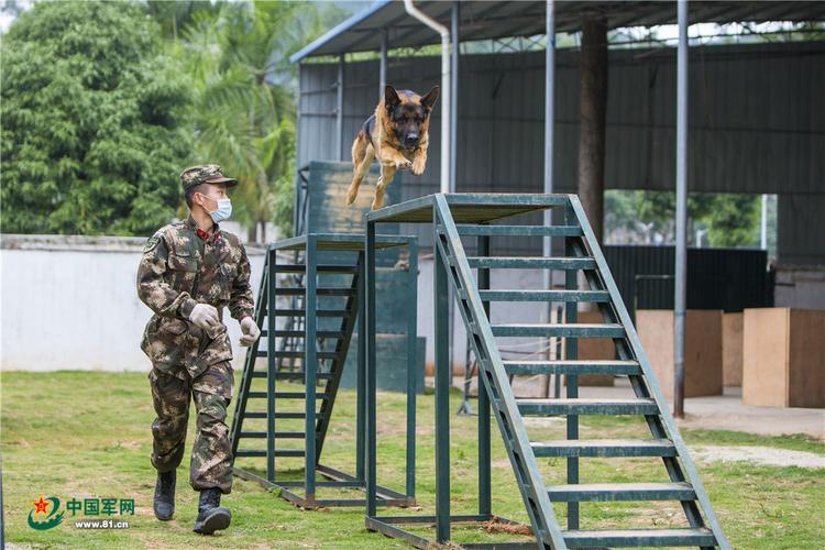 走进军犬训练基地