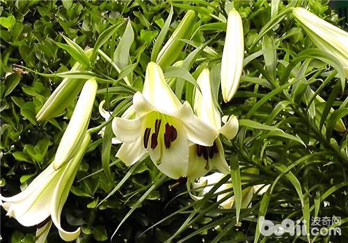 百合花怎样栽培