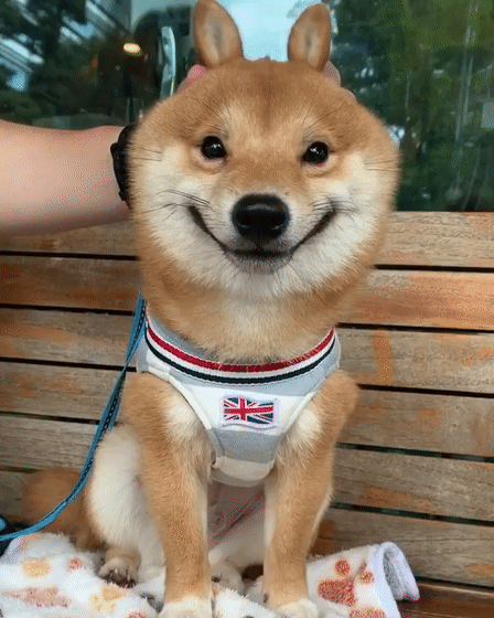 柴犬怎么训练笑