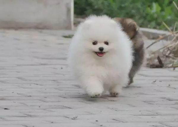 怎么训练博美捉老鼠
