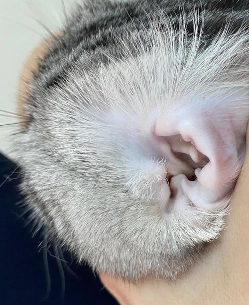 猫 耳朵 脏东西怎么办