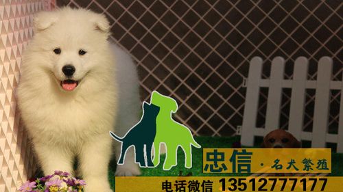 萨摩训练基地
