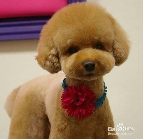 泰迪生完不吃东西怎么办