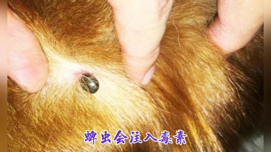 狗有寄生虫不吃东西怎么办