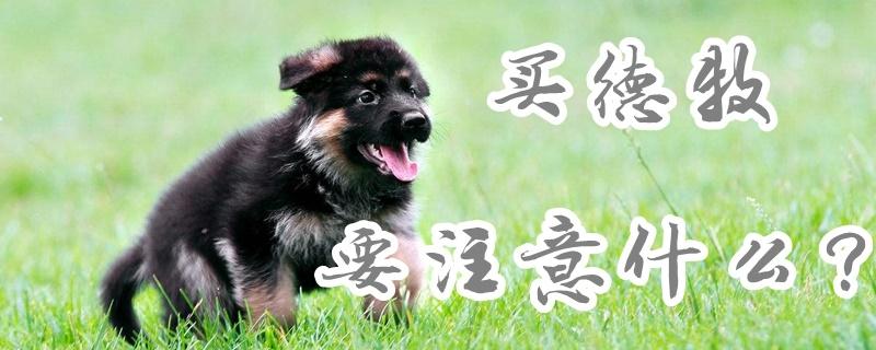 第一次买狗要注意什么东西