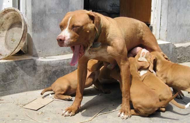 比特犬视频训练