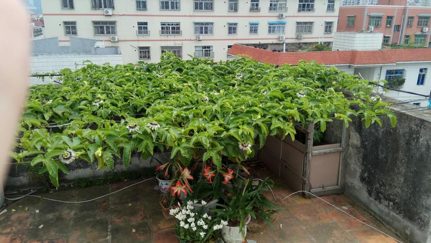 图解阳台百香果栽培法