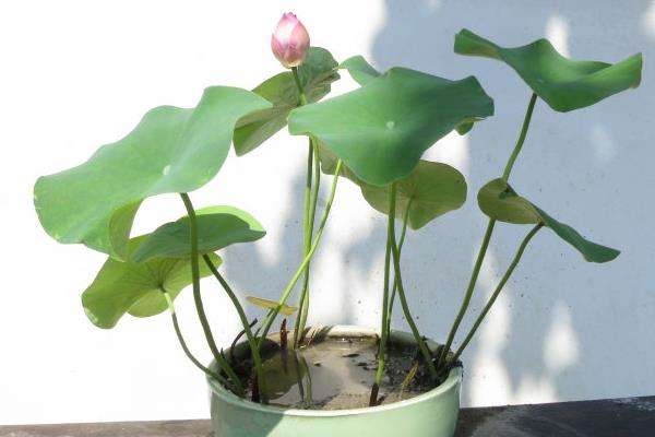 室内养荷花注意事项