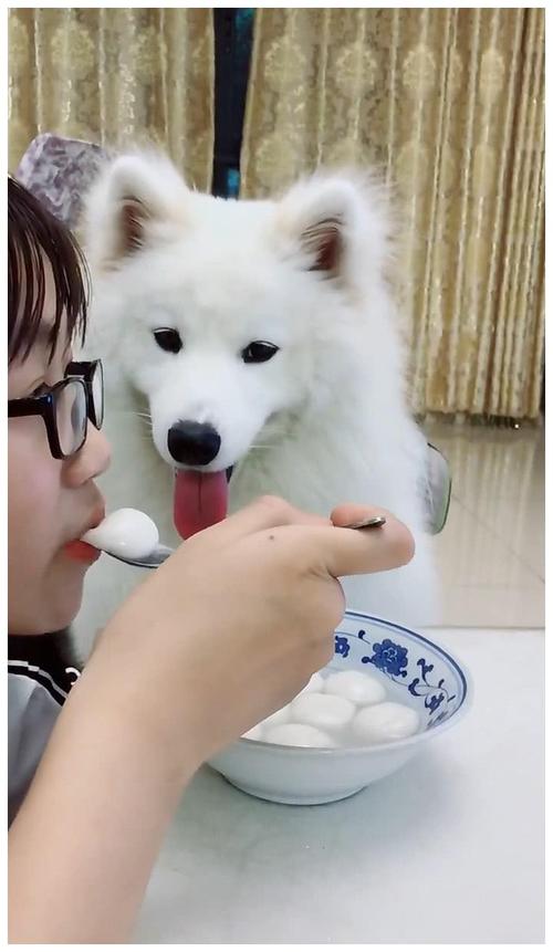 适合萨摩耶吃的东西