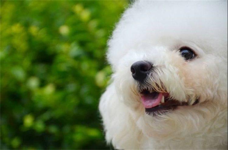 比熊犬乱叫怎么训练