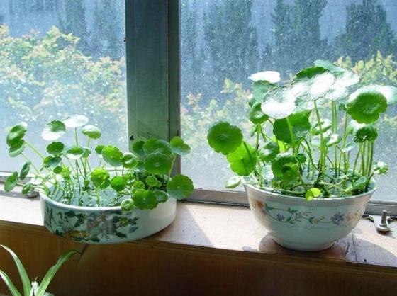 铜钱草栽培技术