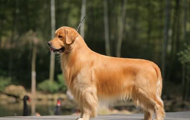 金毛犬需要那些东西怎么办