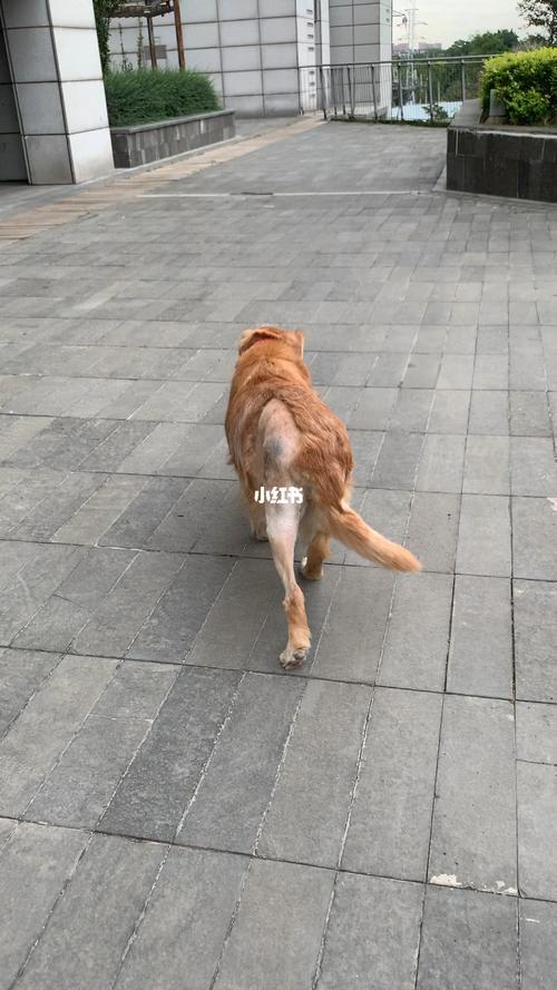 狗狗髋关节康复训练