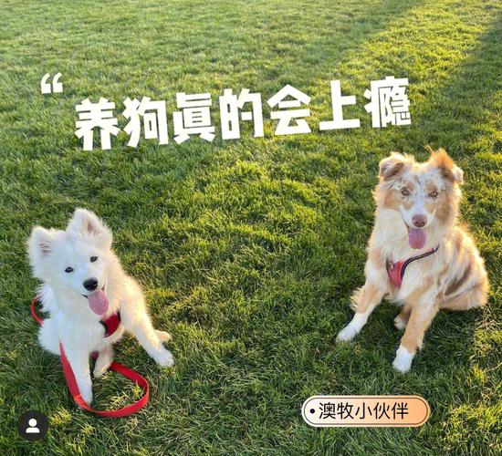 能令狗上瘾的东西