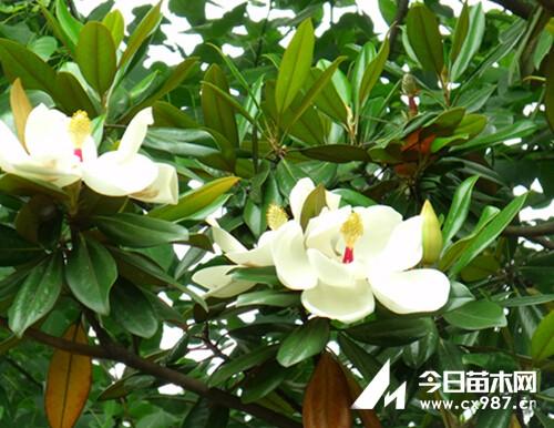 玉兰的栽培繁殖